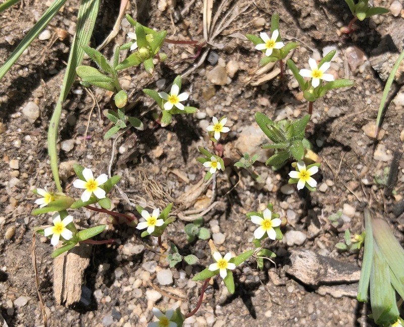 Smallflower Gymnosteris photo 2