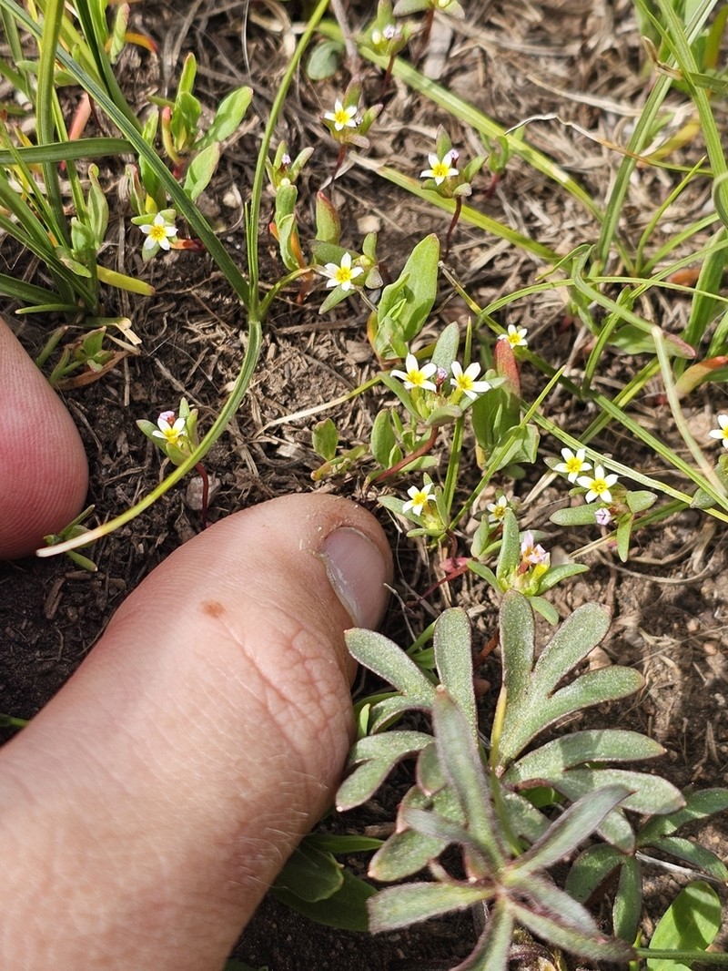 Smallflower Gymnosteris photo 3