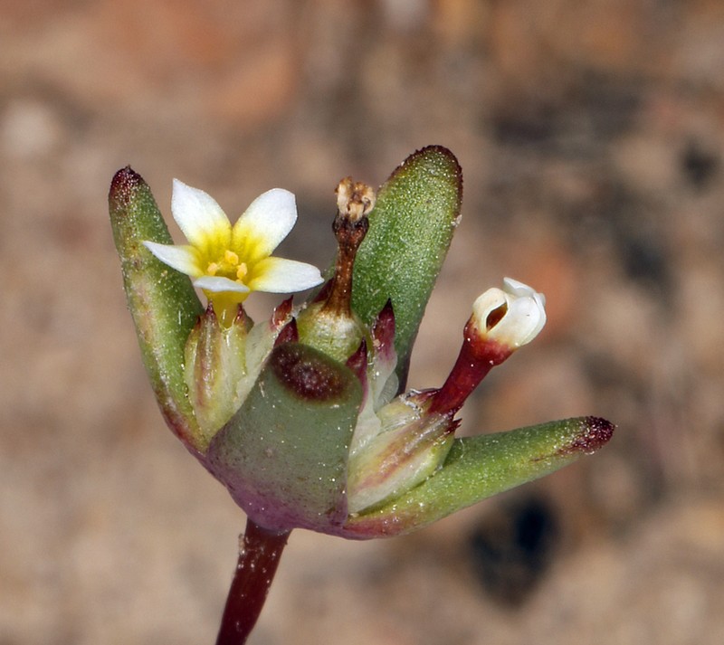 Smallflower Gymnosteris photo 4