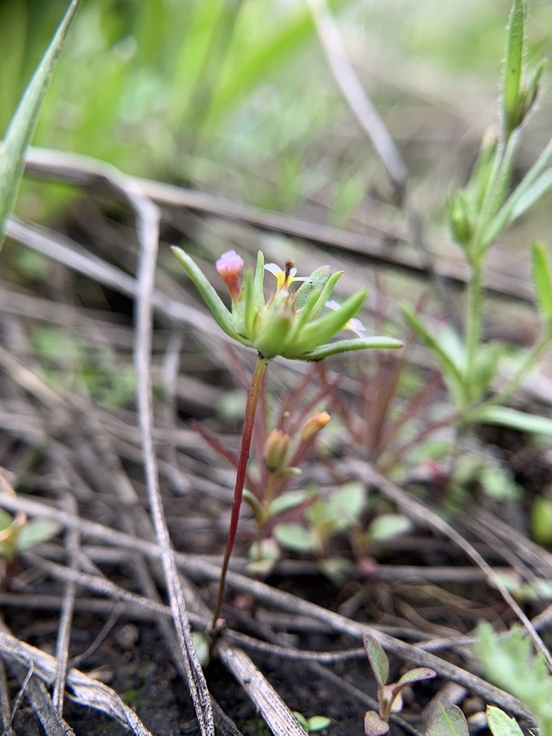 Smallflower Gymnosteris photo 5