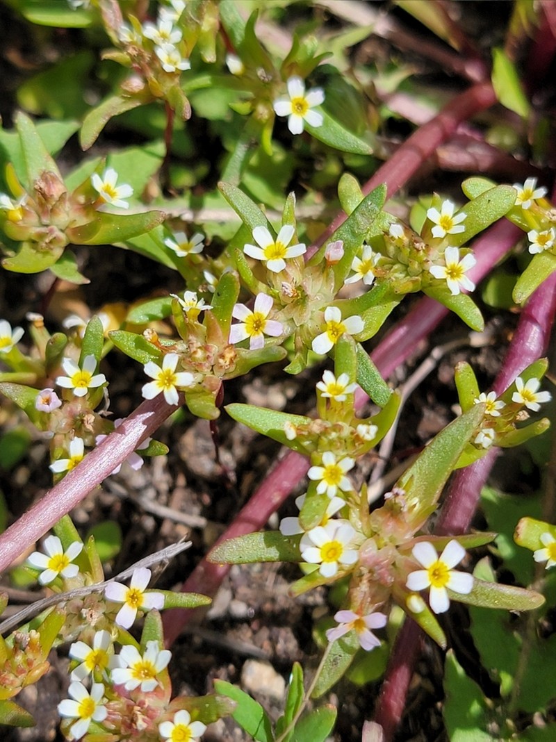 Smallflower Gymnosteris photo 6