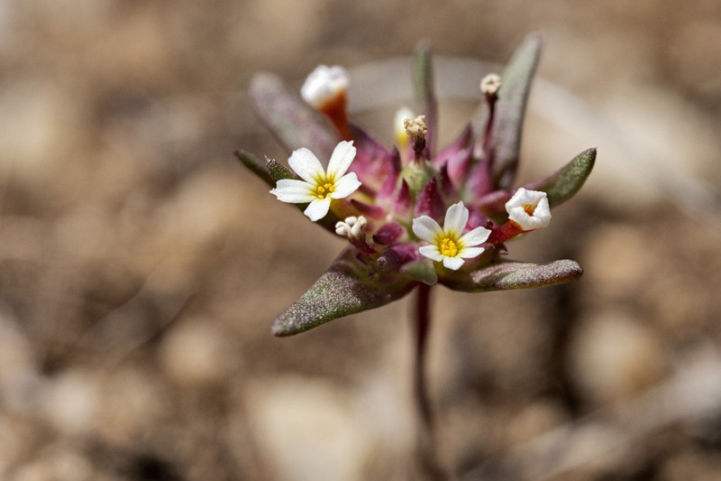 Smallflower Gymnosteris photo 7