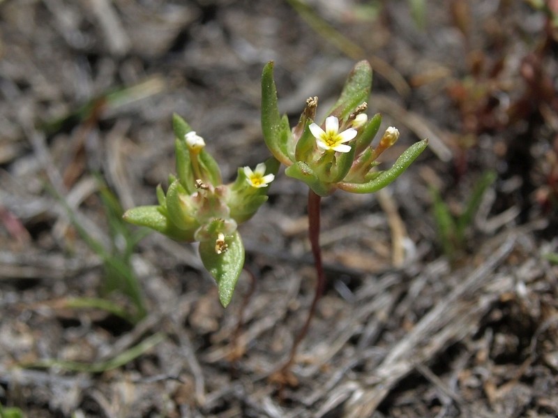 Smallflower Gymnosteris photo 8