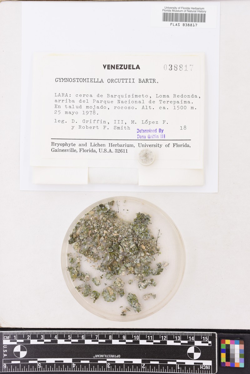 Orcutt's Gymnostomiella Moss