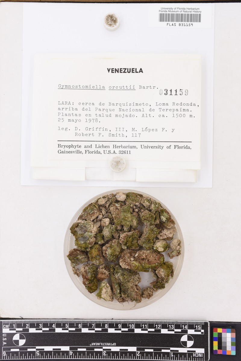 Orcutt's Gymnostomiella Moss photo 2