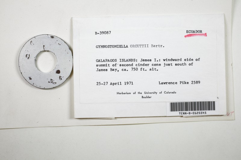 Orcutt's Gymnostomiella Moss photo 4