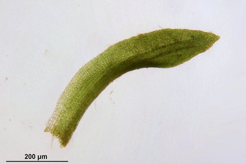 Gymnostomum Moss