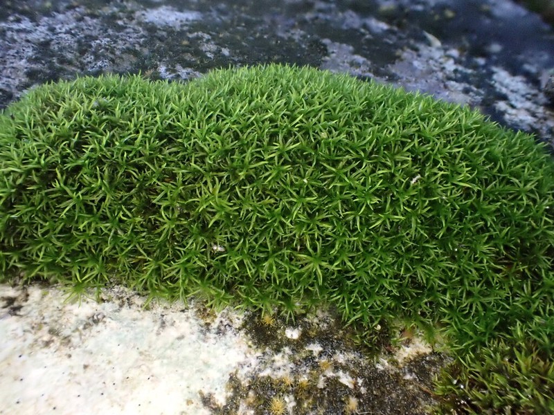 Gymnostomum Moss
