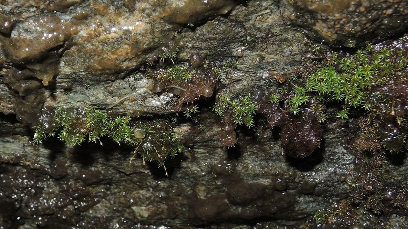 Gymnostomum Moss photo 2