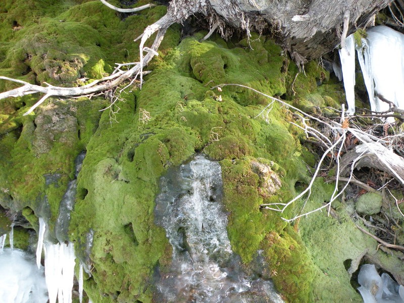 Gymnostomum Moss photo 3