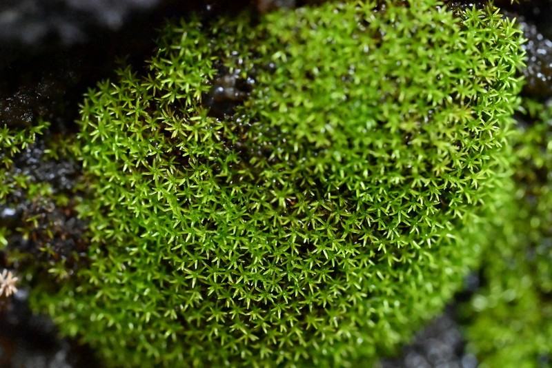 Gymnostomum Moss photo 4