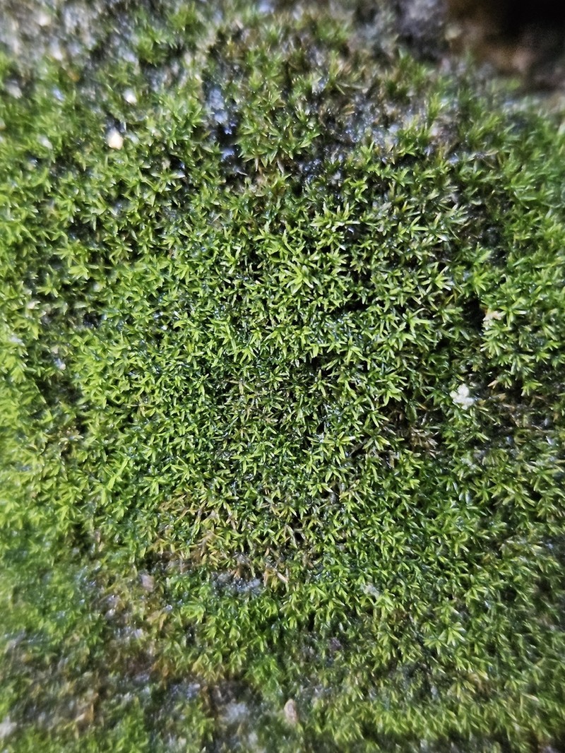 Gymnostomum Moss photo 5