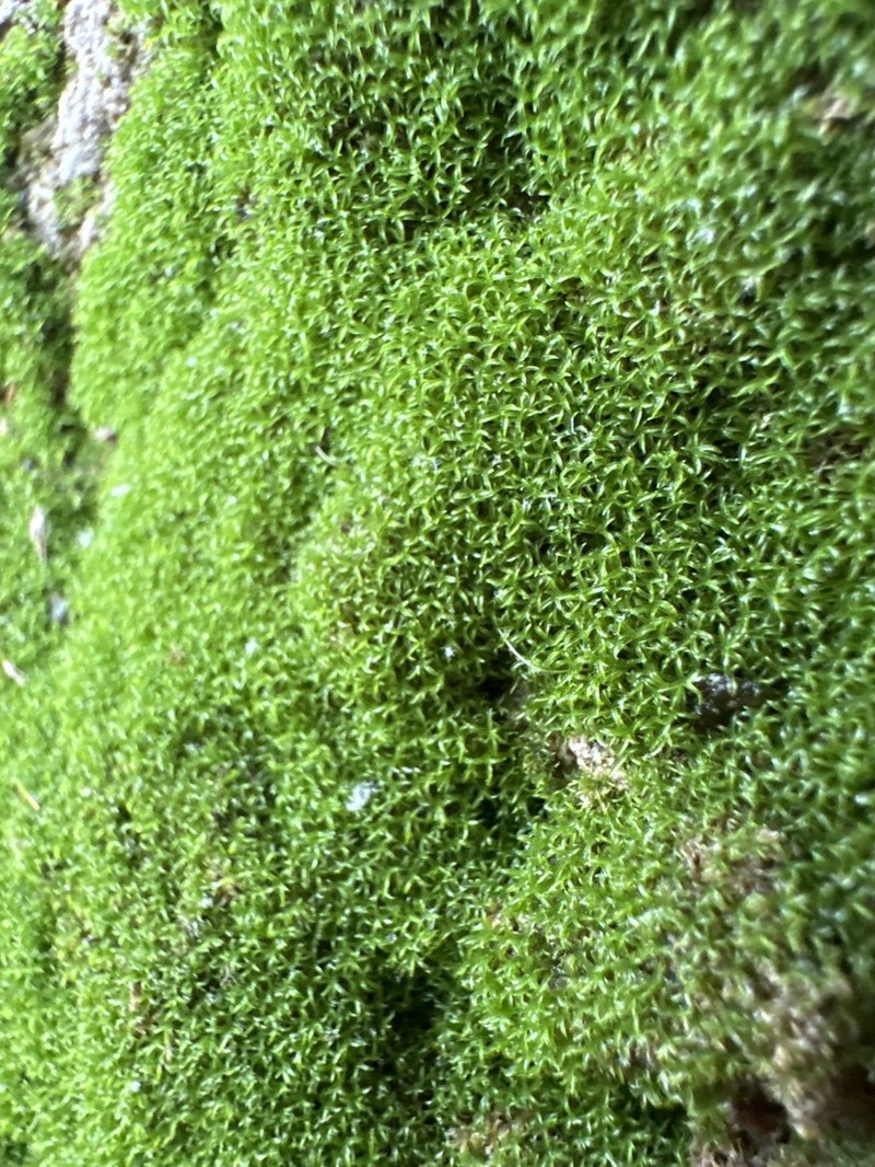 Gymnostomum Moss photo 6