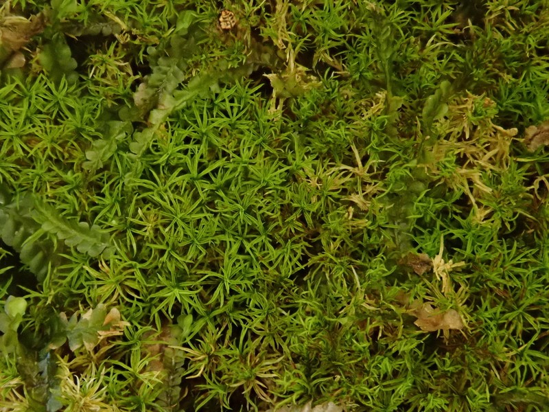 Gymnostomum Moss photo 7