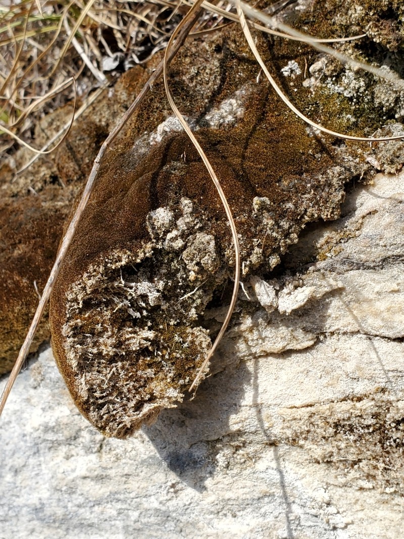 Gymnostomum Moss photo 8