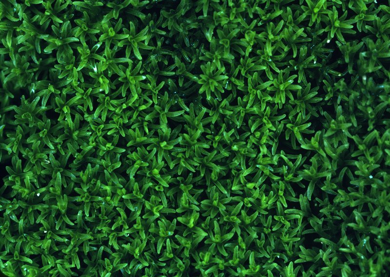 Calcareous Gymnostomum Moss