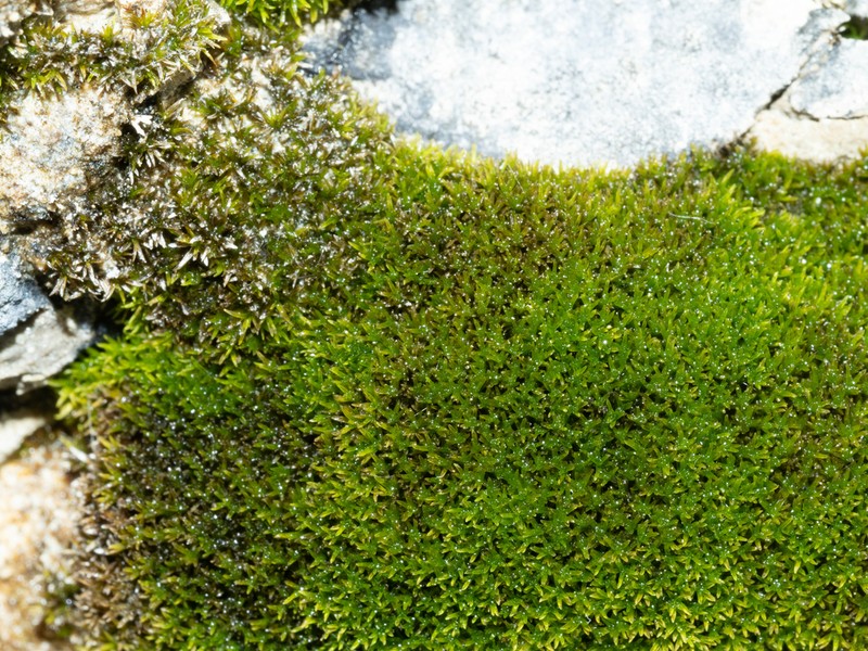 Calcareous Gymnostomum Moss