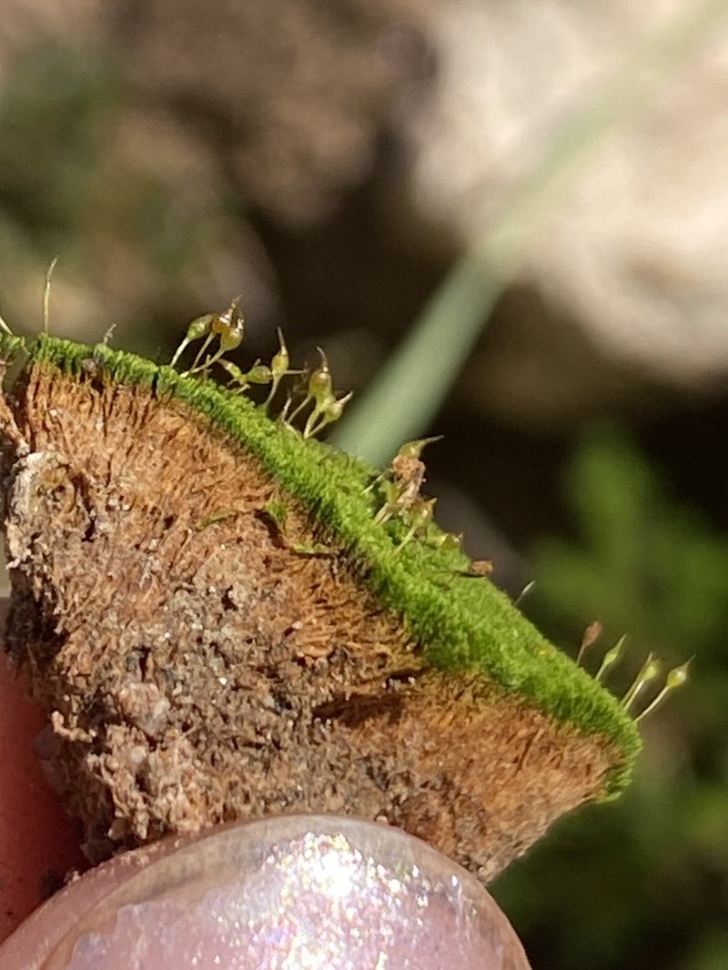Calcareous Gymnostomum Moss photo 2