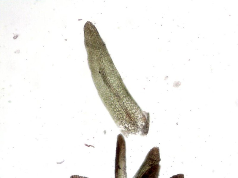 Calcareous Gymnostomum Moss photo 3