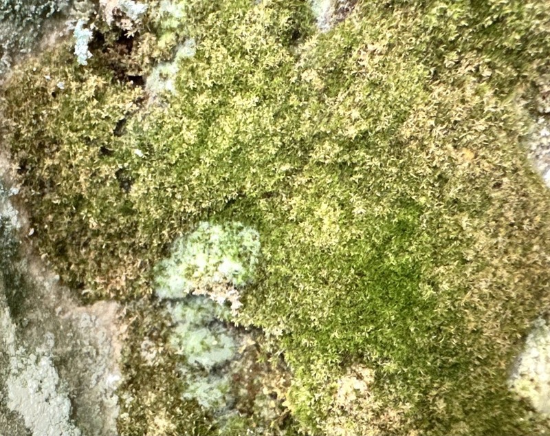 Calcareous Gymnostomum Moss photo 4