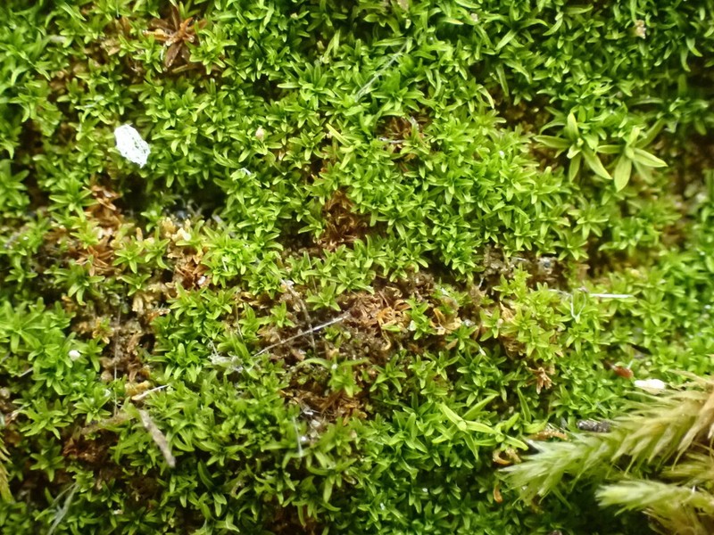 Calcareous Gymnostomum Moss photo 5