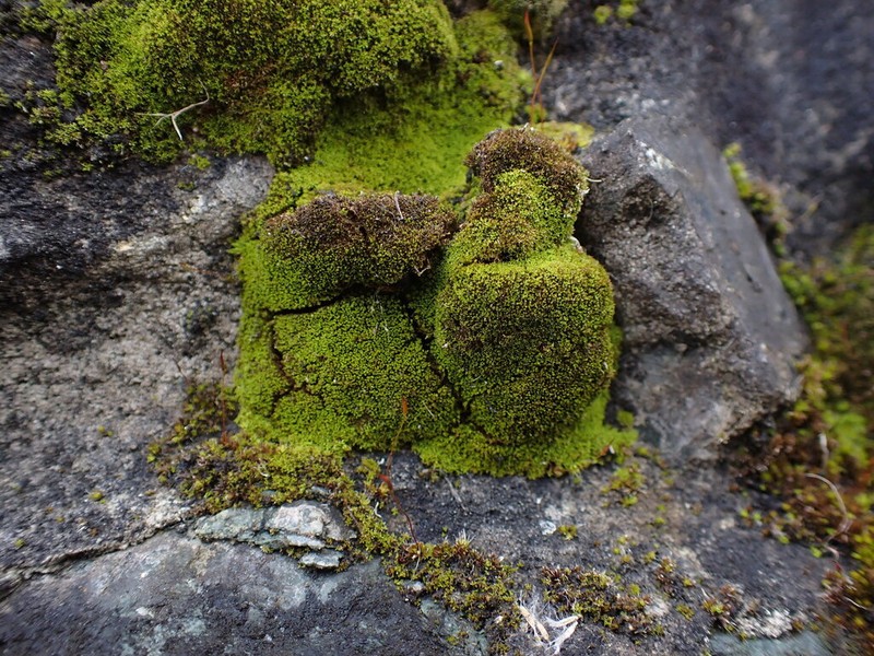 Calcareous Gymnostomum Moss photo 6