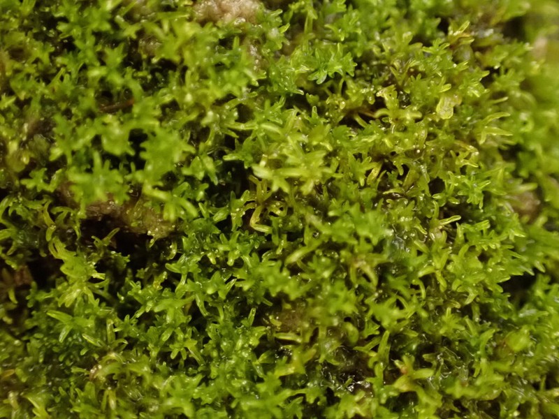 Calcareous Gymnostomum Moss photo 7