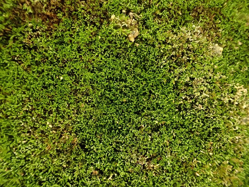 Calcareous Gymnostomum Moss photo 8