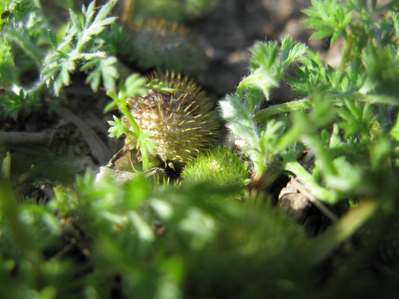 Button Burrweed photo 3