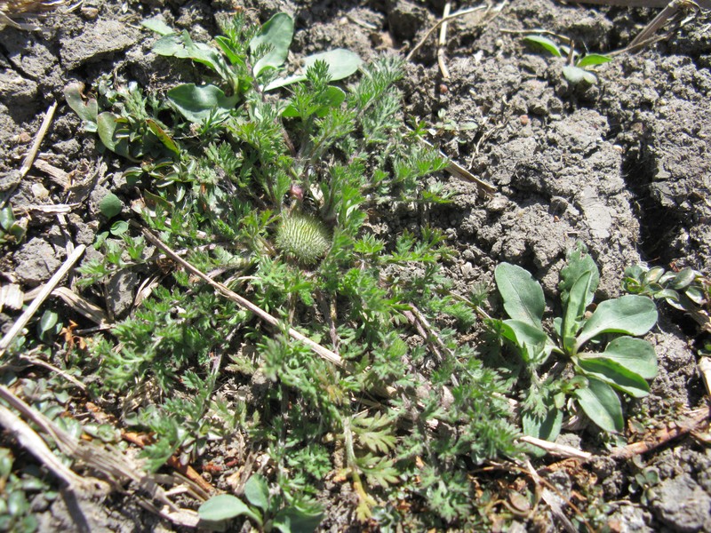 Button Burrweed photo 4