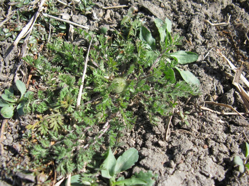 Button Burrweed photo 5