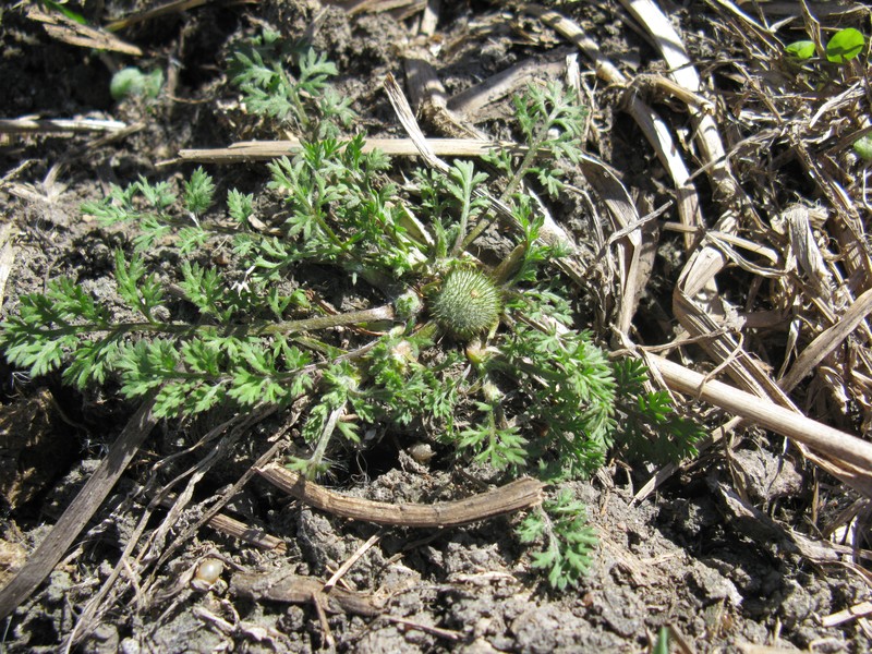 Button Burrweed