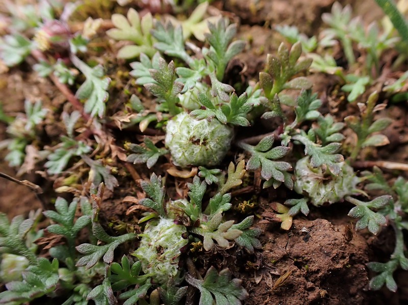 Carpet Burrweed photo 2
