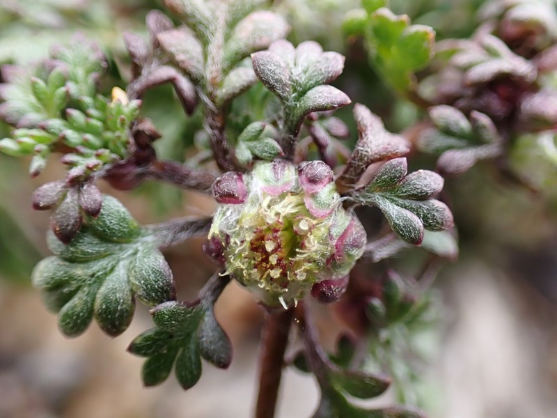 Carpet Burrweed photo 3