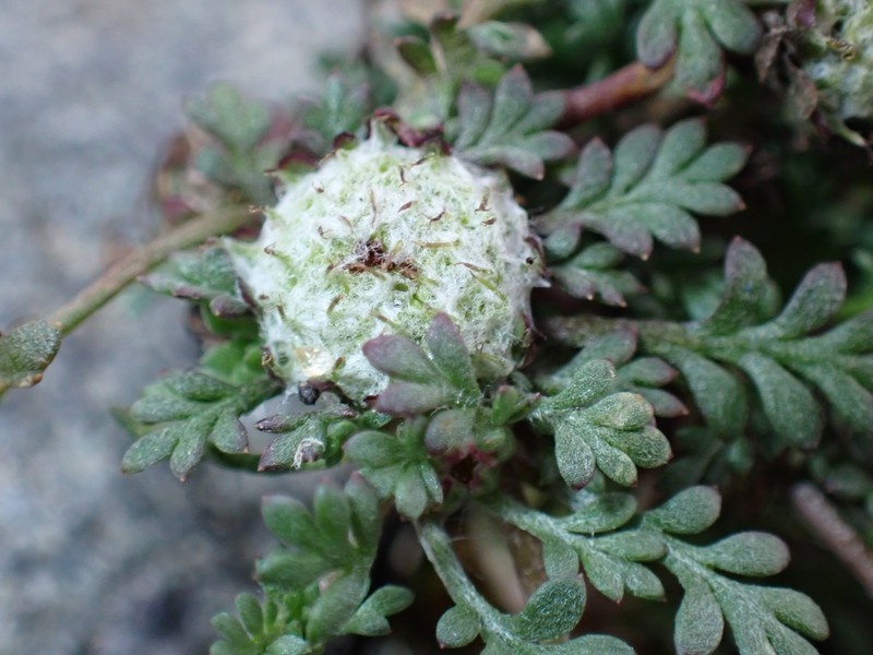 Carpet Burrweed photo 6