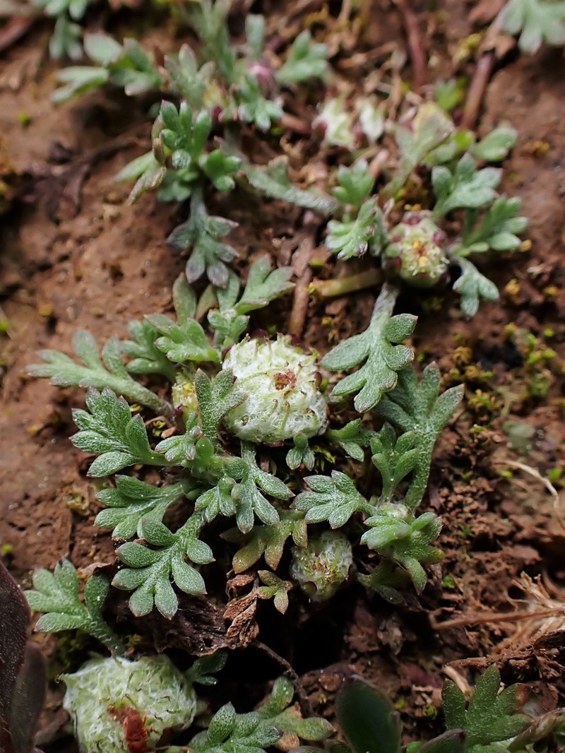 Carpet Burrweed photo 7