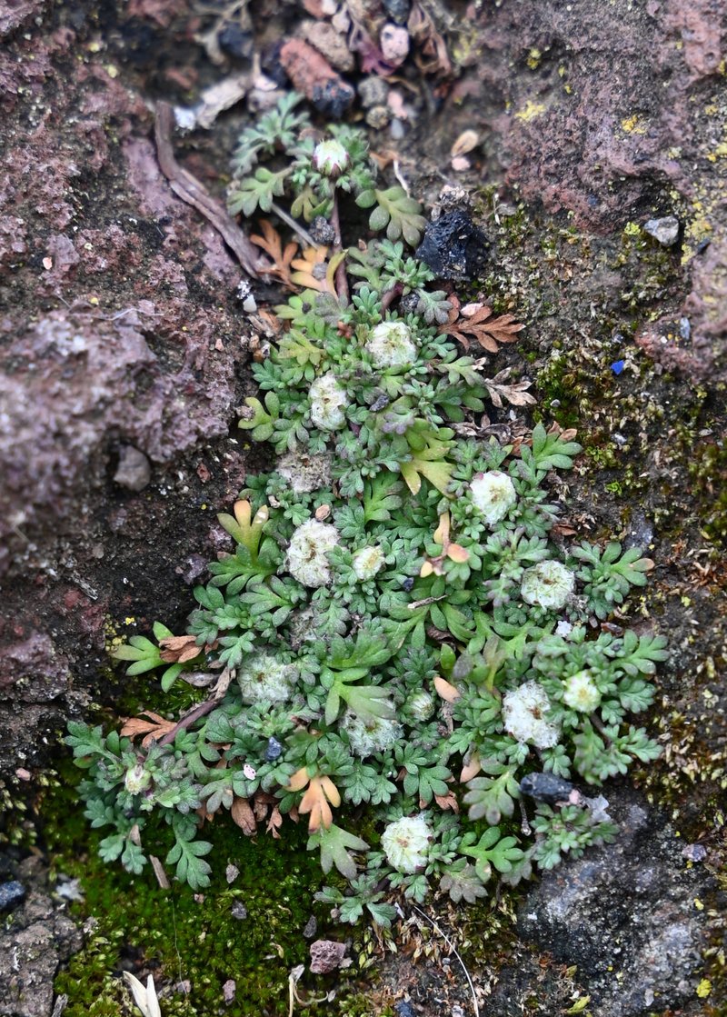 Carpet Burrweed
