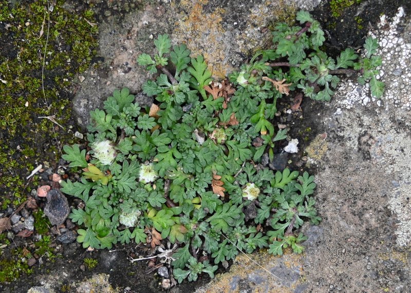 Carpet Burrweed photo 8