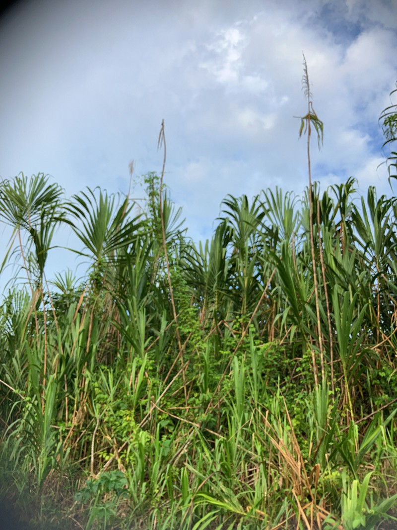 Wildcane