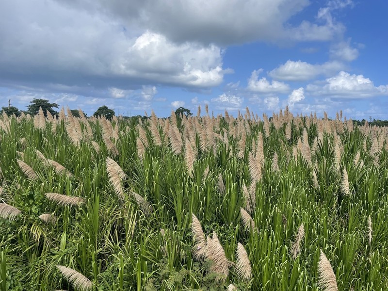 Wildcane photo 2