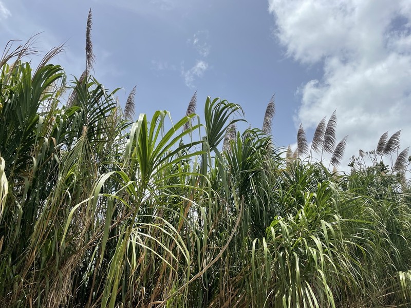Wildcane photo 3
