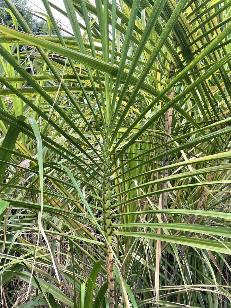 Wildcane photo 4