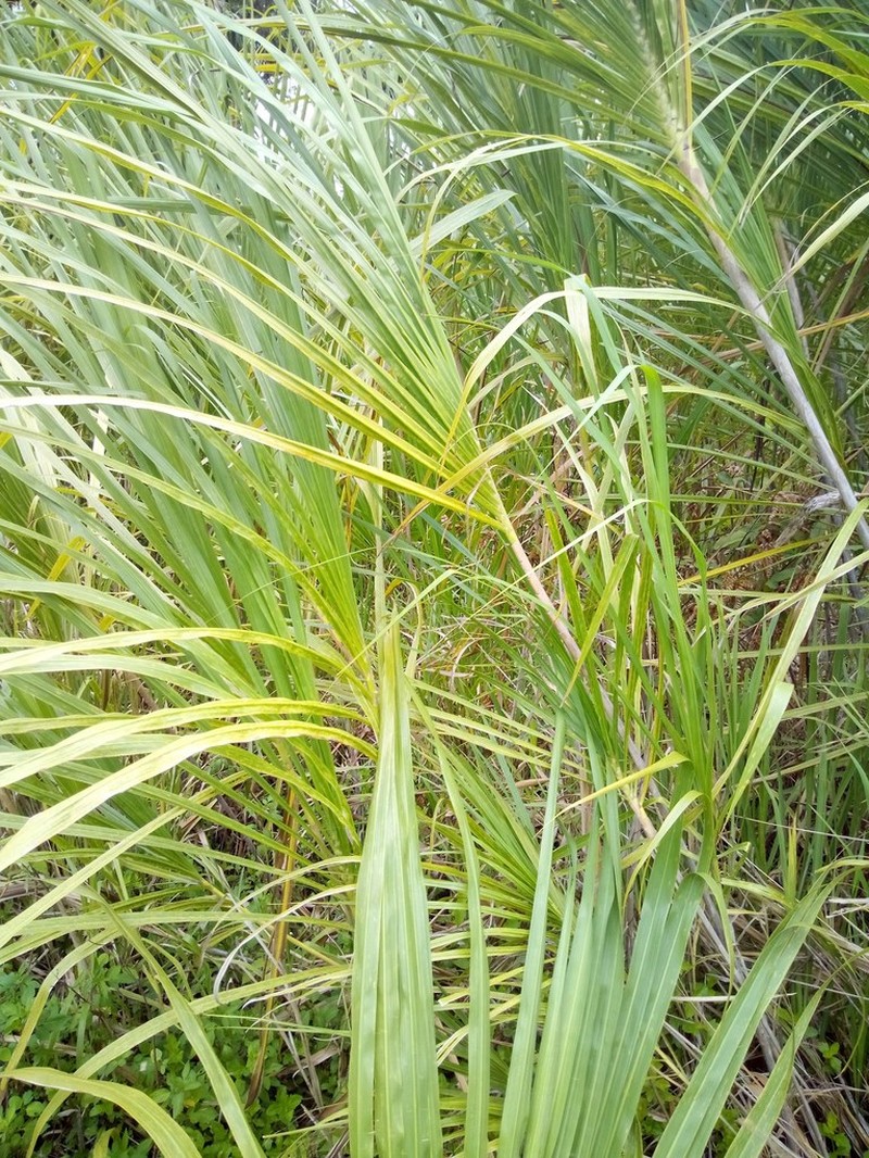 Wildcane photo 5