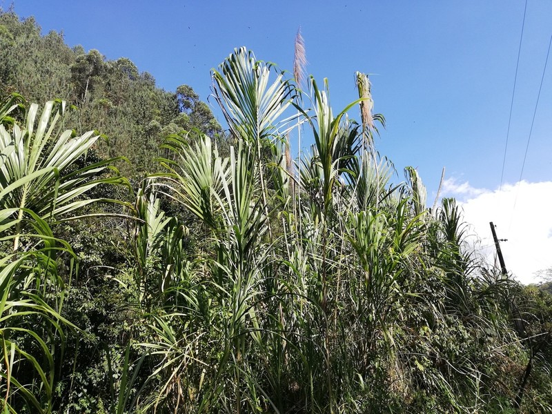 Wildcane photo 7