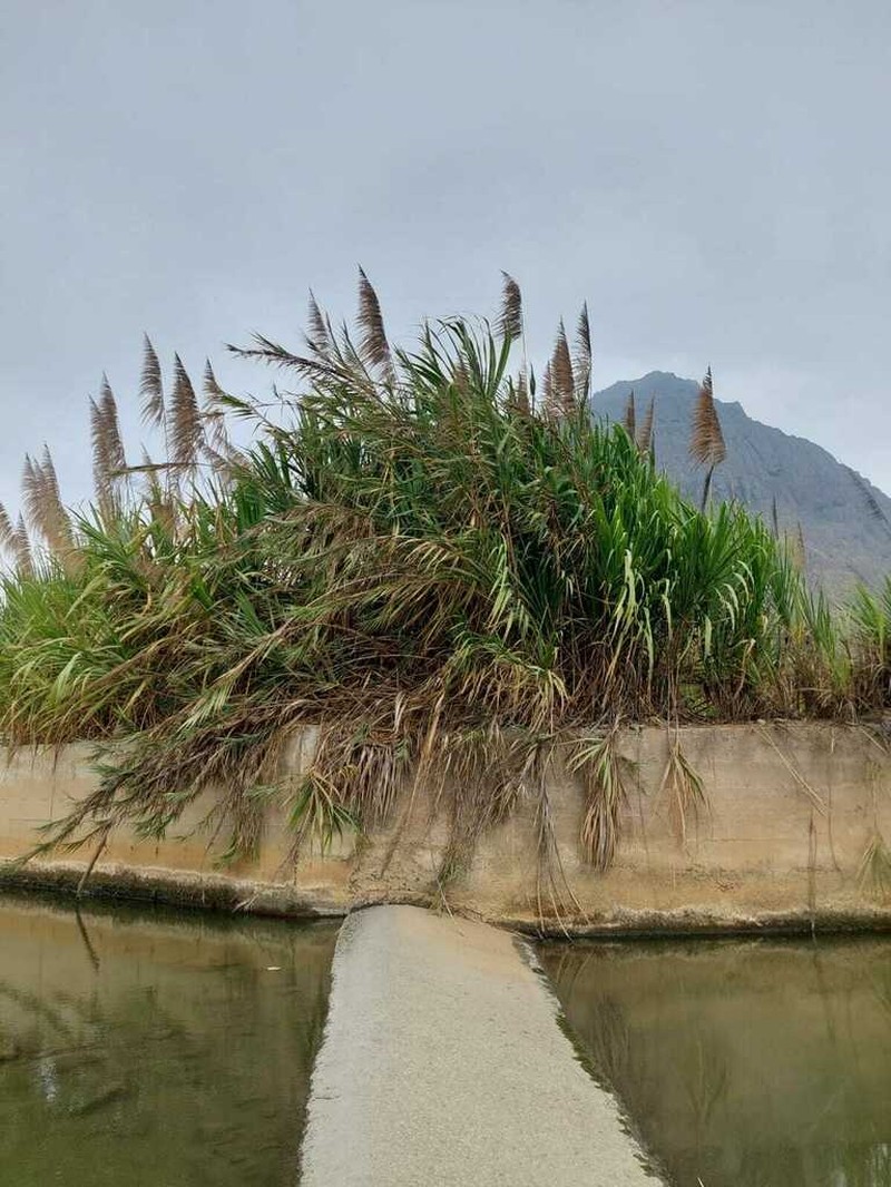 Wildcane photo 8
