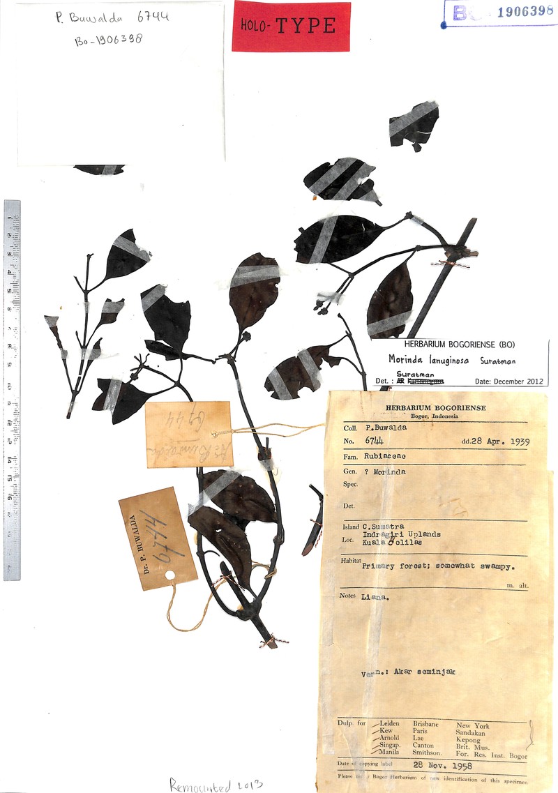 Gynochthodes lanuginosa