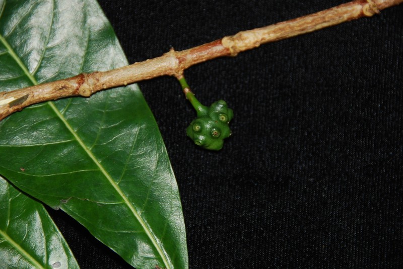 Noni Kuahiwi photo 2