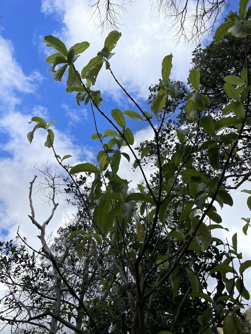 Noni Kuahiwi photo 3