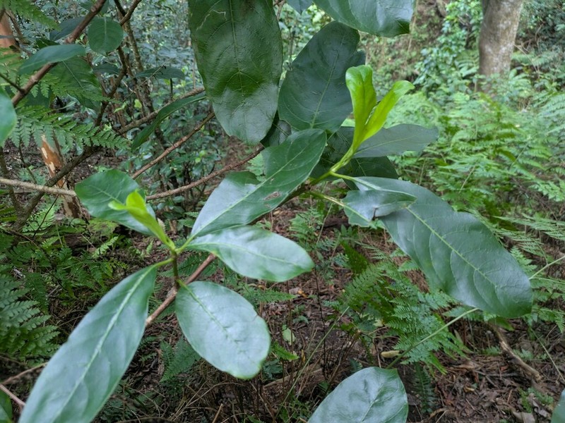 Noni Kuahiwi photo 4