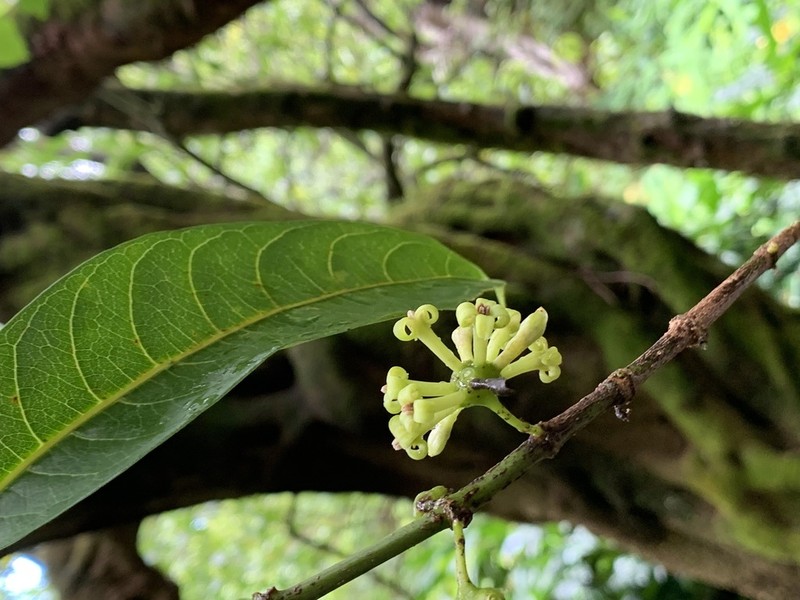 Noni Kuahiwi photo 5